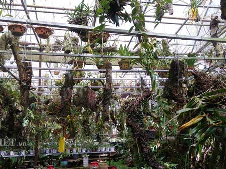 Tay chơi bậc nhất: Vườn lan rừng nhất Việt Nam, thuyền độc mộc lớn chưa từng có-4