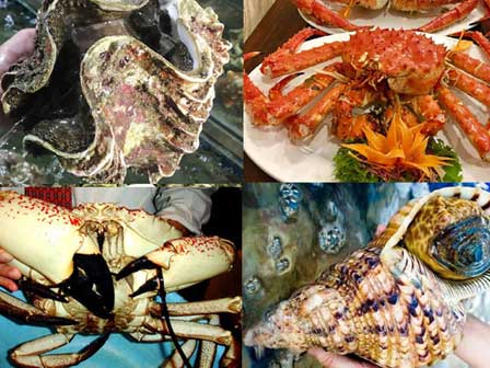 Loài ốc của quý siêu đắt đỏ giá 2,5 triệu/kg bán đầy Việt Nam-3