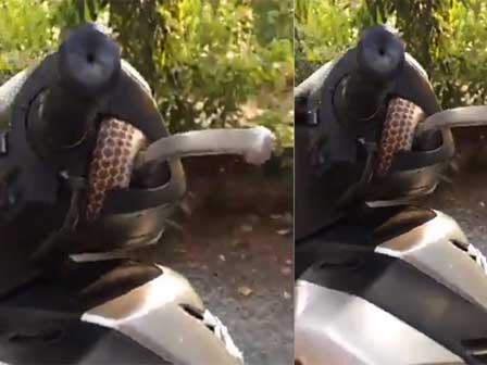 Chủ nhà hàng ngất xỉu khi thấy khách ngồi cùng trăn khổng lồ-1