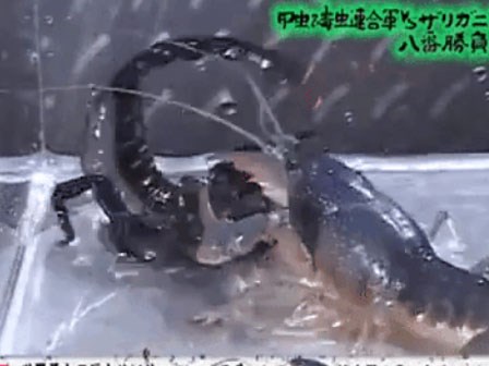 Thủy chiến ác liệt giữa tôm hùm và bọ cạp: Cặp càng nào khỏe hơn?