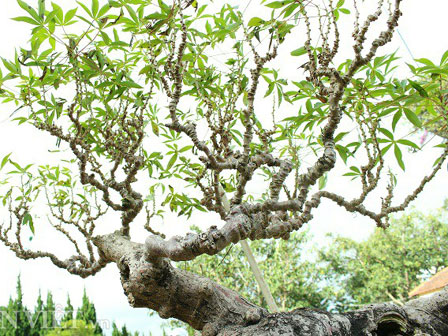 Siêu phẩm mai cổ từ gỗ nu quý hiếm giá bạc tỷ của dân chơi Hà Nội-11