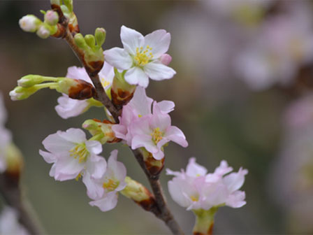 Giá hoa tuyết mai giảm mạnh so với năm ngoái, chỉ 190.000 đồng/bó, chị em công sở thi nhau lùng mua về chưng Tết-6