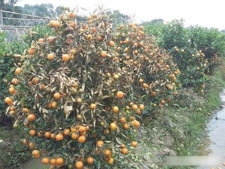 Kẻ xấu dùng thuốc diệt cỏ sát hại hơn 300 cây quất cảnh