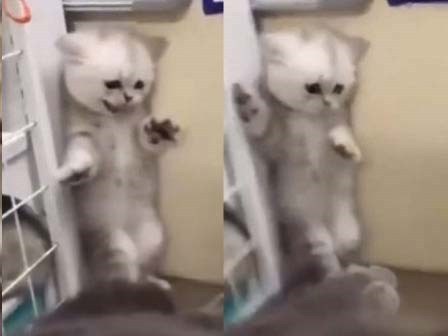Chết cười với khoảnh khắc sợ hãi của mèo con
