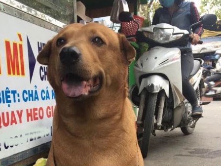 Chú chó siêu thông minh, bắt trộm cho chủ