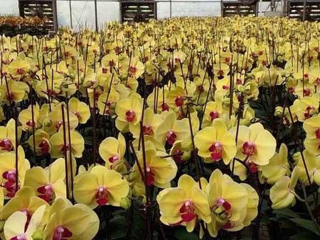 Bỏ Trung Quốc về Việt Nam: Ông trùm lan hồ điệp thu chục tỷ mỗi năm-6