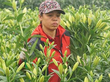 Thủ phủ” hoa tại Hà Nội nở rộ giữa dịch COVID-19: Tưởng thắng vụ mà thành bại, hoa cười nhưng người khóc-20