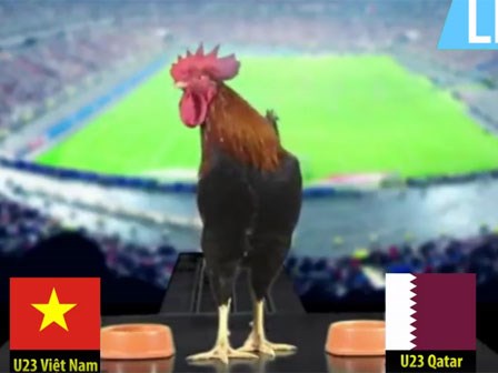 Chú gà dự đoán trận đấu giữa Việt Nam với Qatar