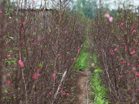 Cách chọn và chăm đào nhiều hoa, nở đúng dịp Tết bất chấp thời tiết thất thường