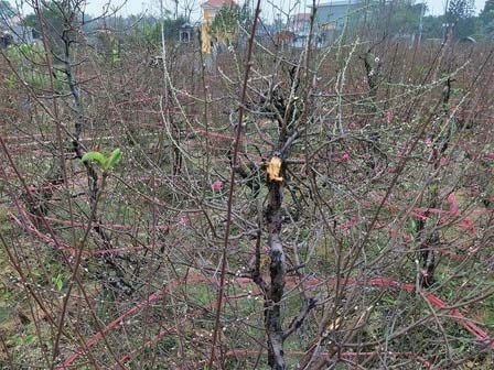 Bắc Ninh: Gia đình nông dân bị kẻ gian phá hoại cả trăm gốc đào Tết, có gốc cả chục triệu đồng