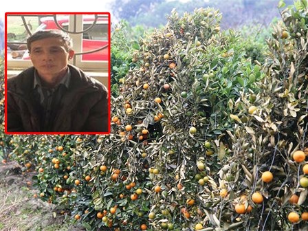 Bắt kẻ gian phá hoại 400 gốc quất của 2 nông dân