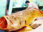Bắt được cá lạ vảy vàng óng 3,5kg nghi cá sủ vàng quý hiếm-3