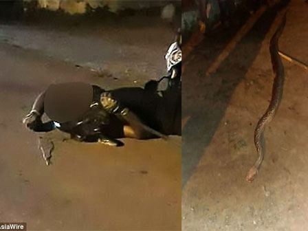 Trăn khổng lồ bò lổm ngổm trên sân, bố mẹ vô ý còn cho con gái cưỡi chơi-2