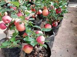 Lạ lùng: Chị em lùng mua đặc sản táo đỏ Tàu ngon bổ 300.000 đồng/kg-6