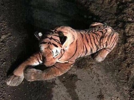 Nông dân phát hiện ra hổ trong chuồng bò, cảnh sát vũ trang ập tới nơi thì ngớ người khi thấy con hổ