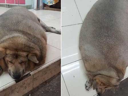 Chú chó gây hoang mang nhất ngày: Mập đến nỗi nhìn mãi không biết đây là chó hay lợn