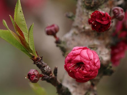 Đặt đào, mai, quất ở đâu trong nhà để mang nhiều may mắn?