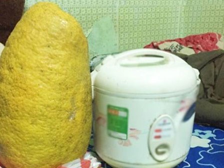 Chàng trai khoe được tặng bưởi khủng thờ Tết, dân mạng được phen bóc mẽ sự thật