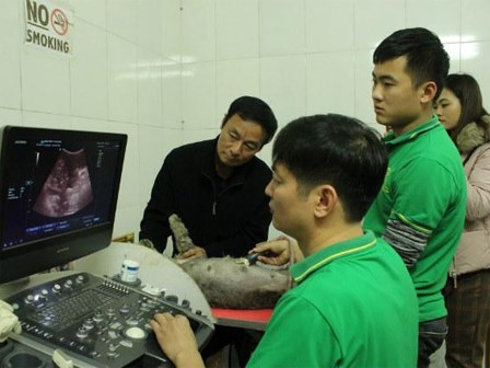Đỡ đẻ cho chó đêm giao thừa và những câu chuyện
