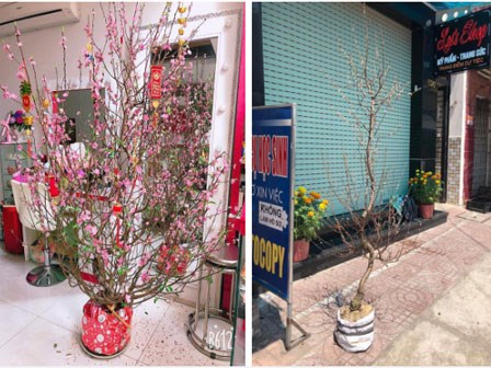 Tên trộm 'có tâm': Bê cây đào héo khô như củi đến nhà người khác để đổi lấy cây sum suê về chưng dù đã hết Tết