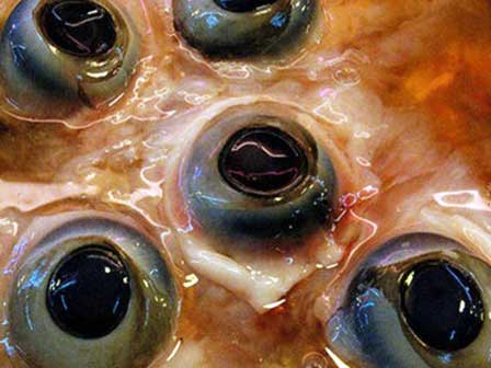 Ngư dân lại câu được cá ngừ vây vàng kỷ lục 386 kg-4