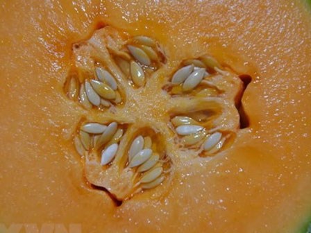 Australia: 3 người tử vong vì nhiễm khuẩn Listeria do ăn dưa lưới