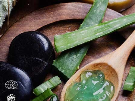 Là thành phần dưỡng da phổ biến trong làm đẹp, nhưng hóa ra lô hội cũng tiềm ẩn nguy hiểm ít ai ngờ