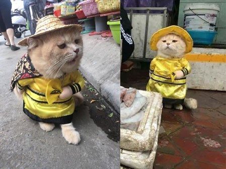 Hết bán cá lại trông phản thịt, chú mèo nổi tiếng khắp chợ Hải Phòng lên trang nhất tạp chí nước ngoài