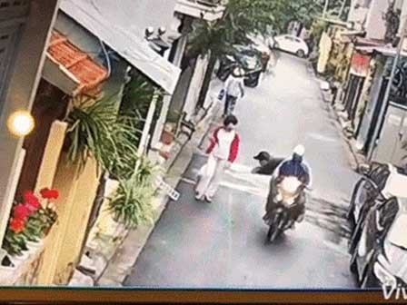 Video: Cảnh trộm chó táo tợn giữa phố Hà Nội khiến dân mạng Việt 