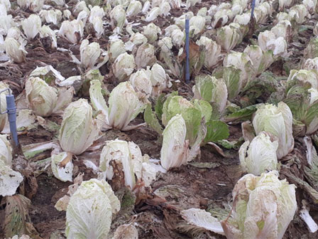 Hoa ly Đà Lạt bị gắn mác hoa nhập khẩu, rao bán đắt gấp 4-5 lần-5