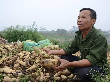 Dứa 2.000 đồng/kg, nông dân để thối đầy đồng-5