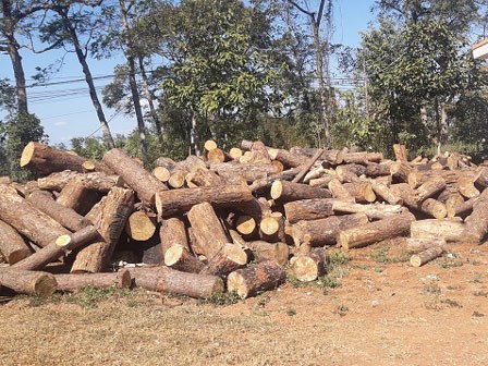 Bắt chủ tịch xã nhận hối lộ cho phá rừng ở Đắk Nông