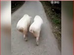 Chú lợn số hưởng nhất thế giới-1