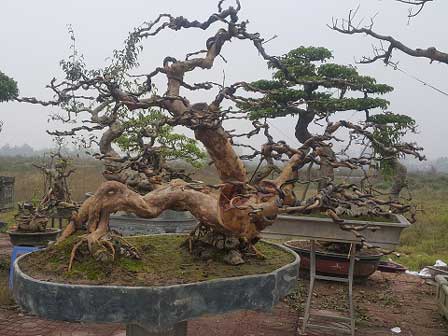 Xôn xao 2 kiệt tác hiếm có khó tìm trình làng cây ở Thủ đô-6