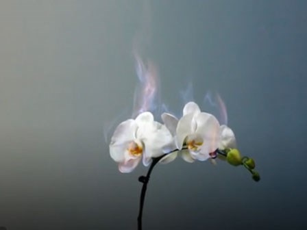 Người đàn ông đốt hàng nghìn cành lan quý vì vợ quá cố