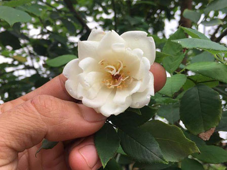 Bỏ 100 triệu mua 40 gốc hồng, đánh xe tải từ Hà Nội vào Sài Gòn tặng vợ-4