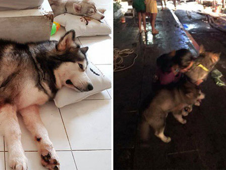 Khoảnh khắc gây sốc: Dắt cháu trai 3 tuổi đi thang máy, bà hoảng hồn phản ứng nhanh cứu mạng cháu bị chó dữ khổng lồ nhảy lên cắn xé-7