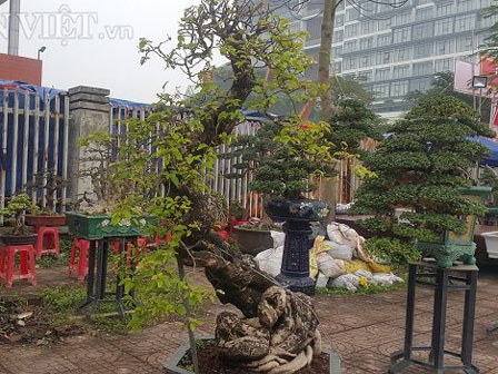 Người Đà Lạt và du khách sốt rần rần với cây hoa giấy khổng lồ siêu đẹp-10