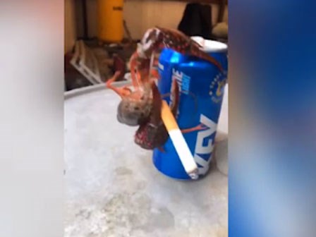 Không nhịn được cười với chú tôm hút thuốc sành điệu