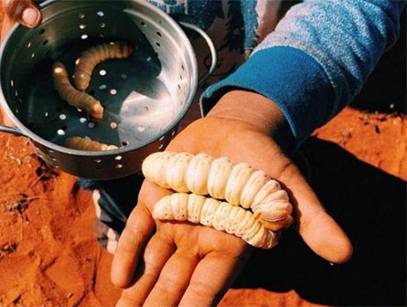 Đặc sản sâu nướng béo múp, to bằng cả lòng bàn tay thách thức mọi thực khách