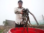 Người đàn ông đầu tiên bắt rắn độc nhả ra... vàng 9999 ở Việt Nam-9