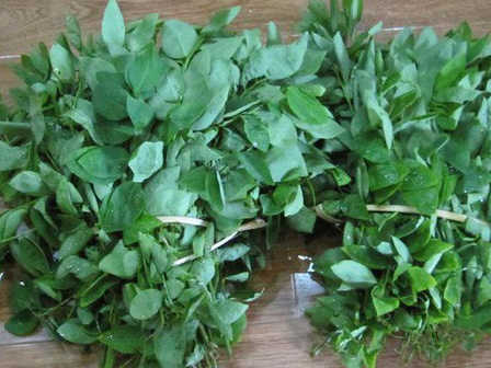 Chỉ cần thấy rau ngót có màu này là 99% phun thuốc kích thích, chị em cần tránh xa-3