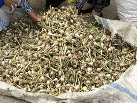 Dân đảo Lý Sơn: 1 cái Tết buốt ruột, nghĩ đến thêm đắng lòng-2