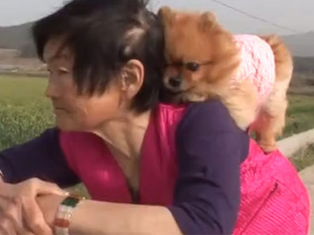 Chú chó ngậm đắng nuốt cay vì trò may rủi-1