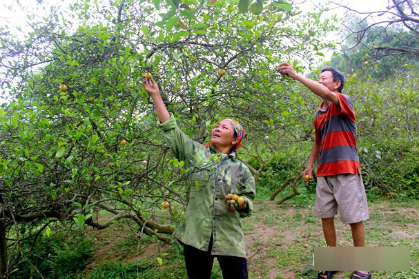 4.000 đồng/1 quả chanh, người dân đi mót từng quả vẫn không có mà bán-2