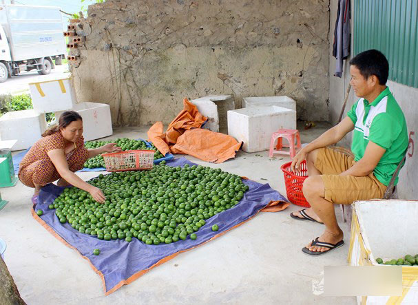 4.000 đồng/1 quả chanh, người dân đi mót từng quả vẫn không có mà bán-3