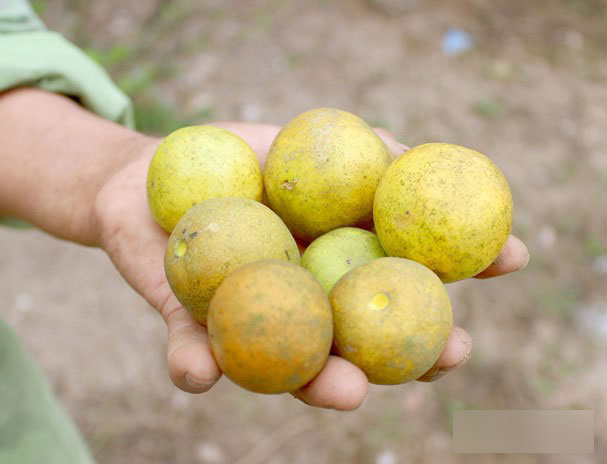 4.000 đồng/1 quả chanh, người dân đi mót từng quả vẫn không có mà bán-1