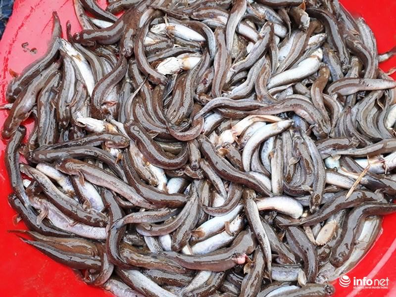 Loại cá kỳ dị nhất hành tinh được nhiều ngư dân săn bắt ở biển Thanh Hóa-6