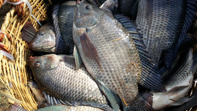 Danh sách 11 loại cá chứa nhiều chất dinh dưỡng có lợi cho sức khỏe-11