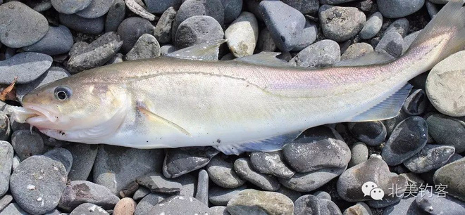 Danh sách 11 loại cá chứa nhiều chất dinh dưỡng có lợi cho sức khỏe-3